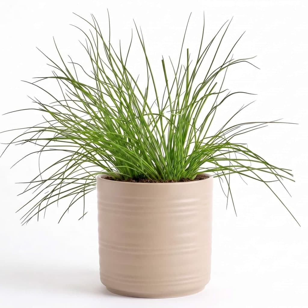 Big Chives Herb Pot