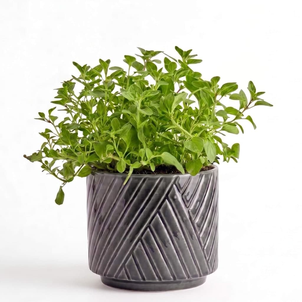 Big Oregano Herb Pot