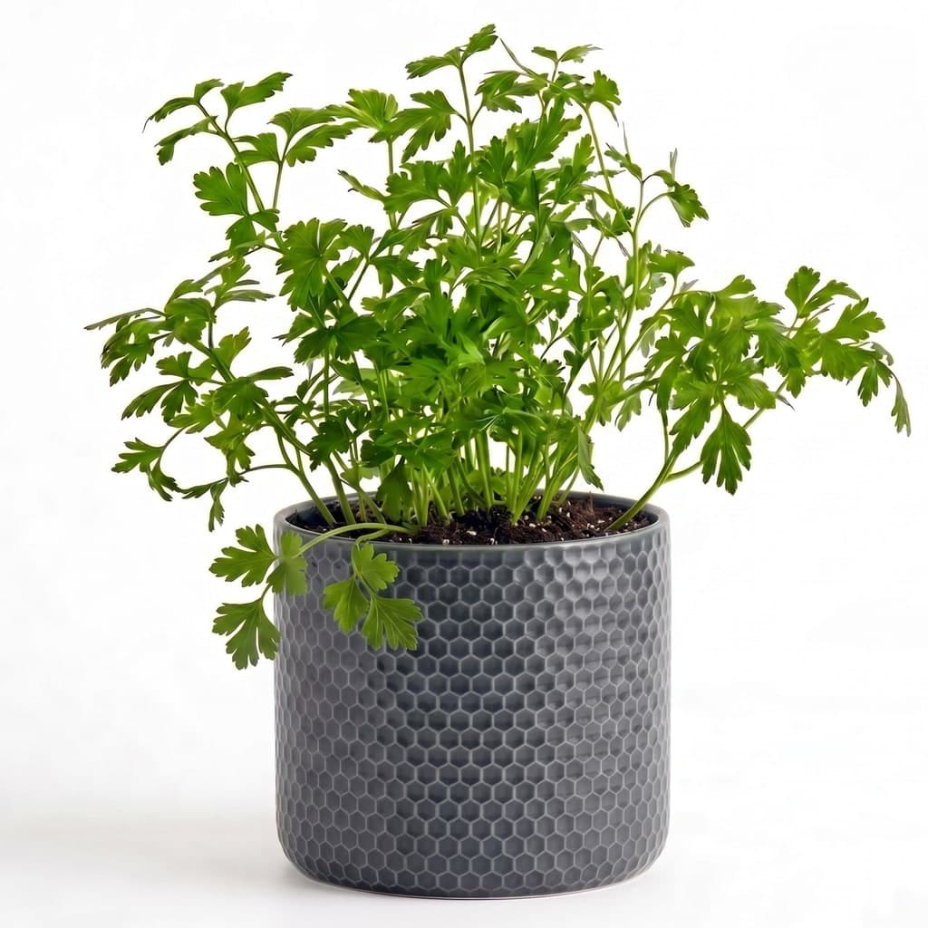 Big Parsley Herb Pot