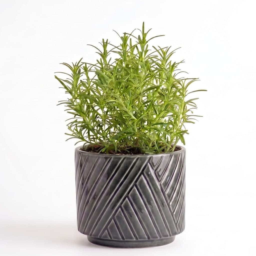 Big Rosemary Herb Pot