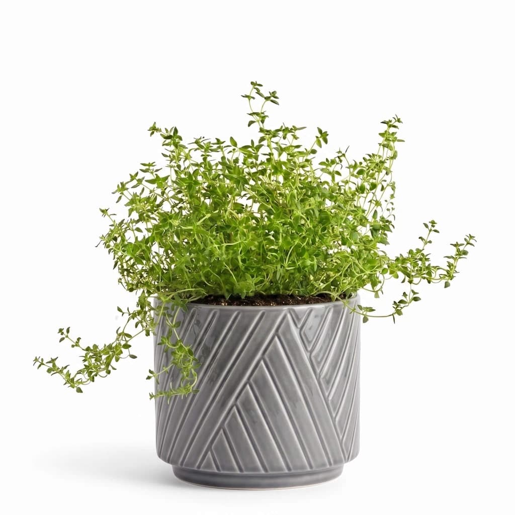 Big Thyme Herb Pot