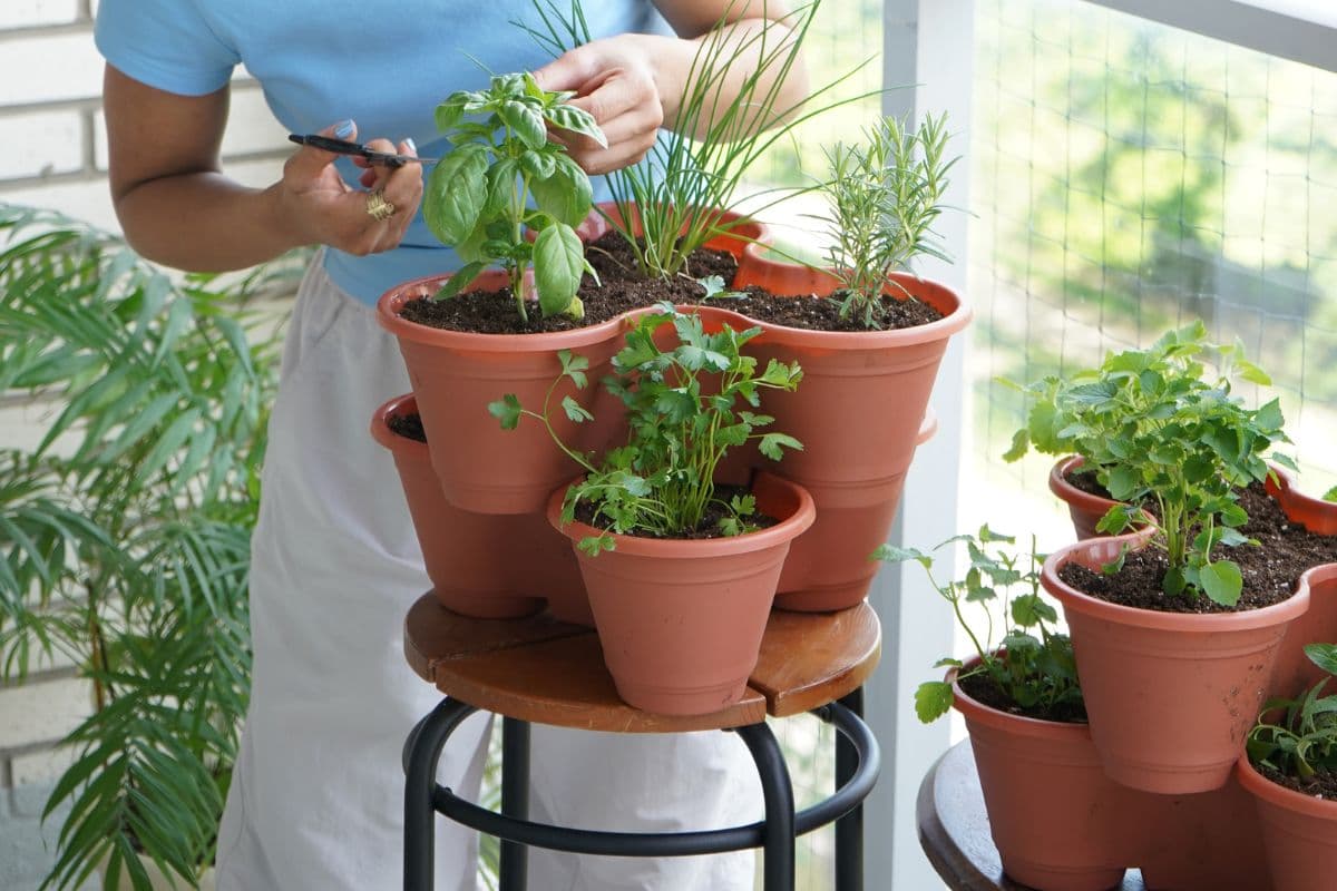 DIY HerbWild herb garden kit.
