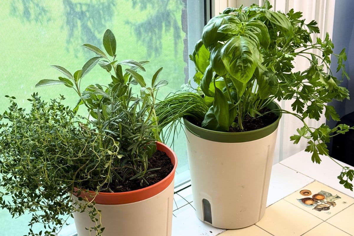 Harvest-ready HerbWild herb garden.
