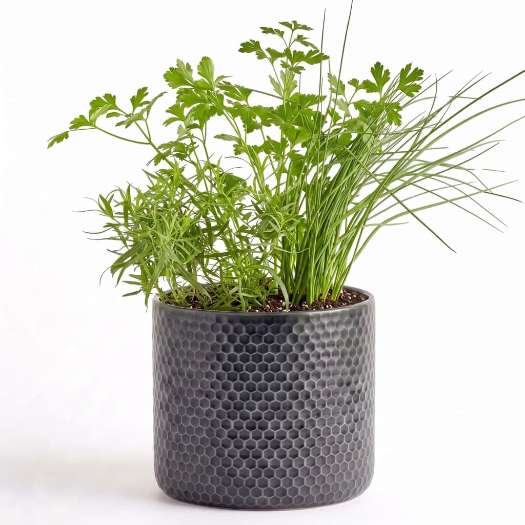 Fine French Herb Garden