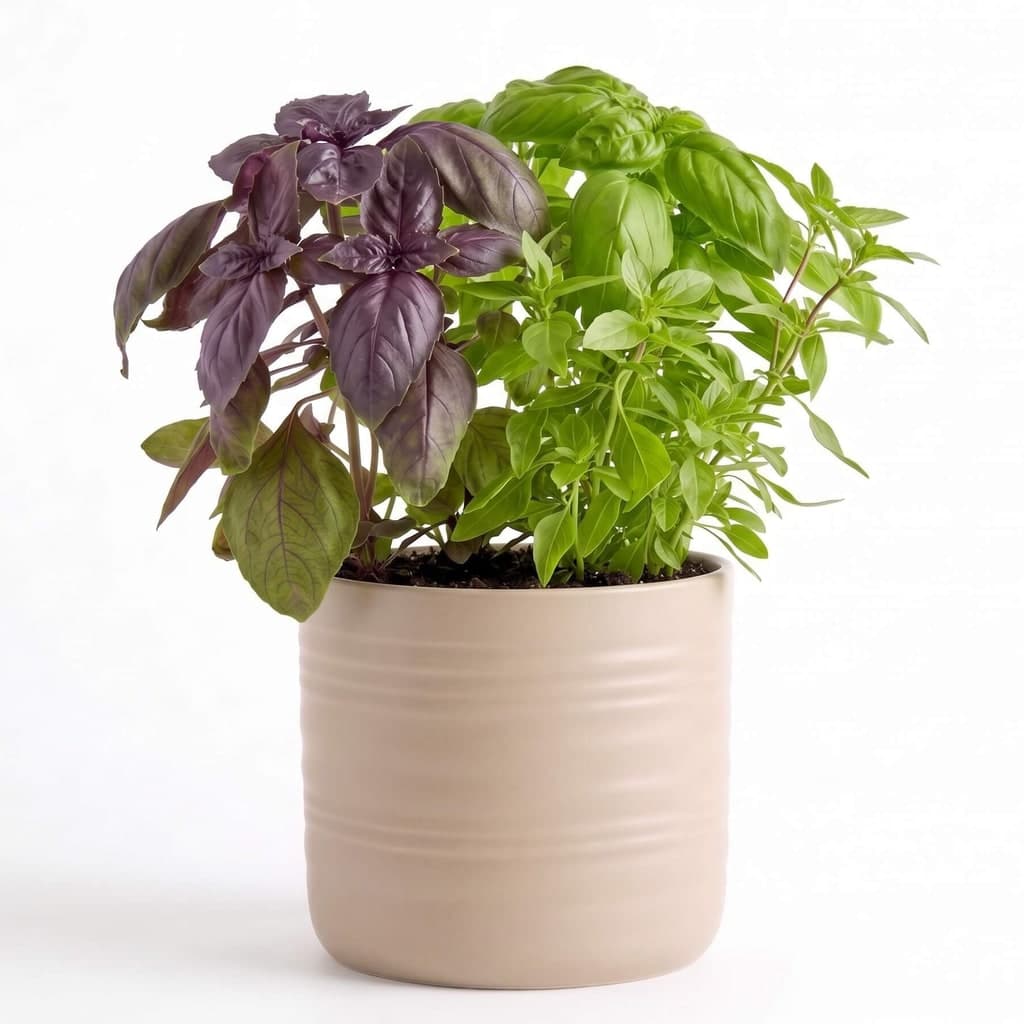 Triple Basil Herb Garden