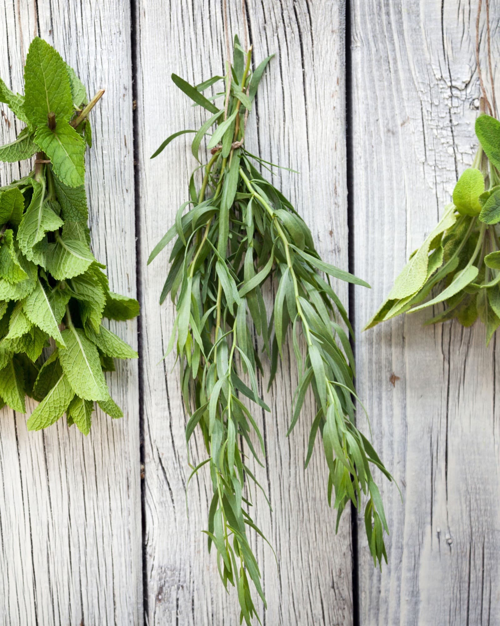 Fresh herbs arranged for drying and preserving.