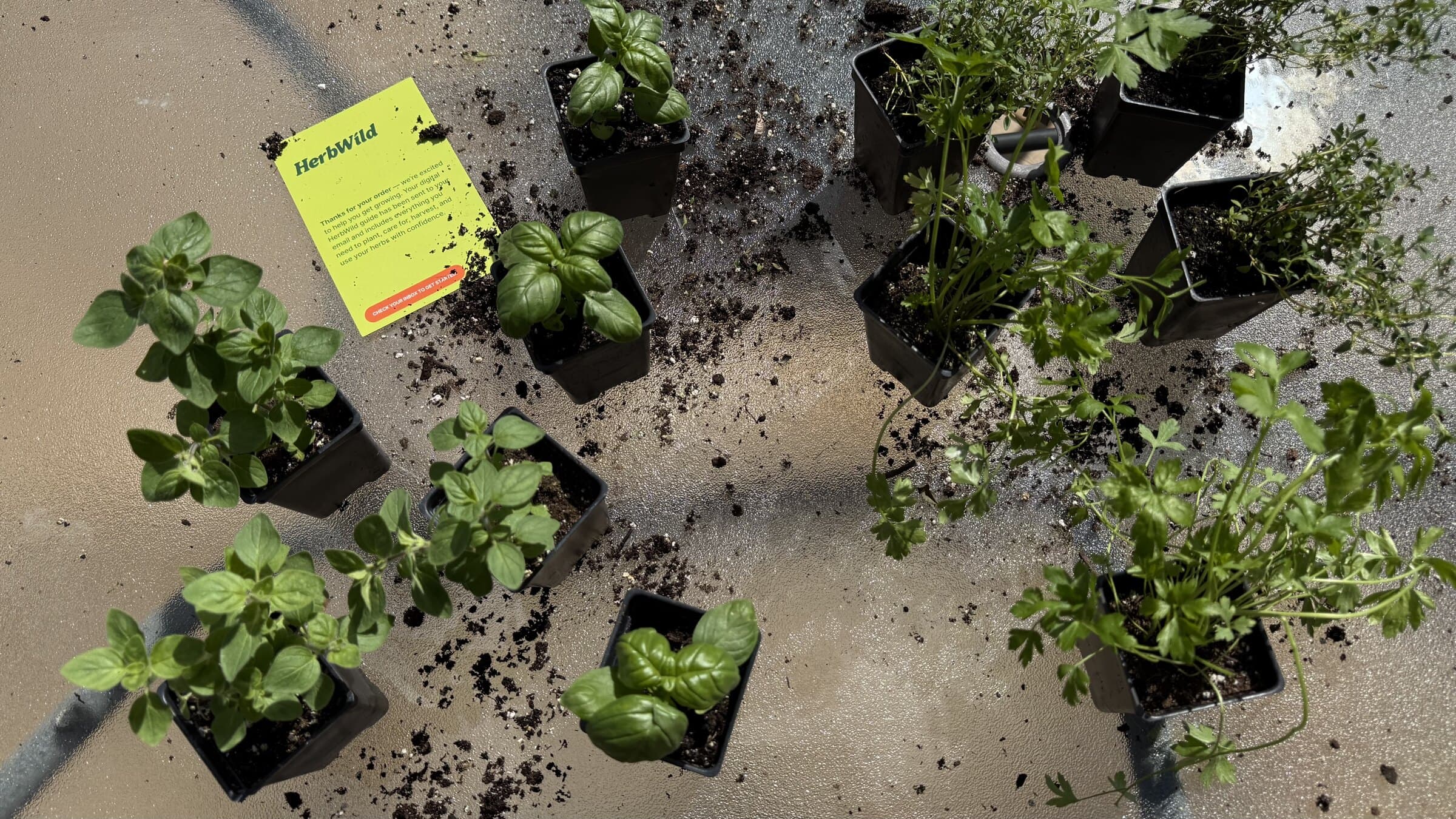 Herb plants hardening off in bright outdoor shade.
