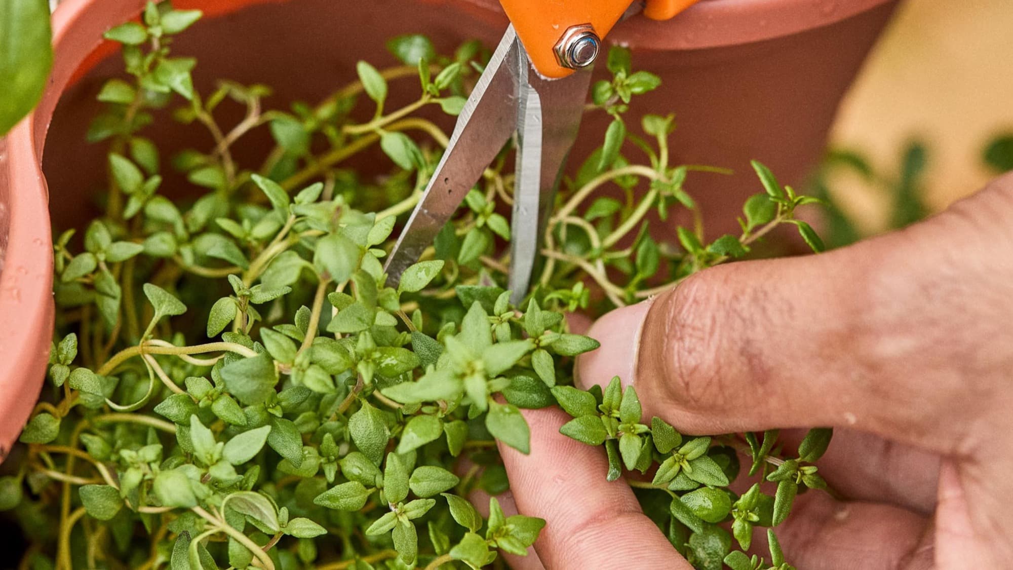 Fresh herbs being harvested with clean snips.