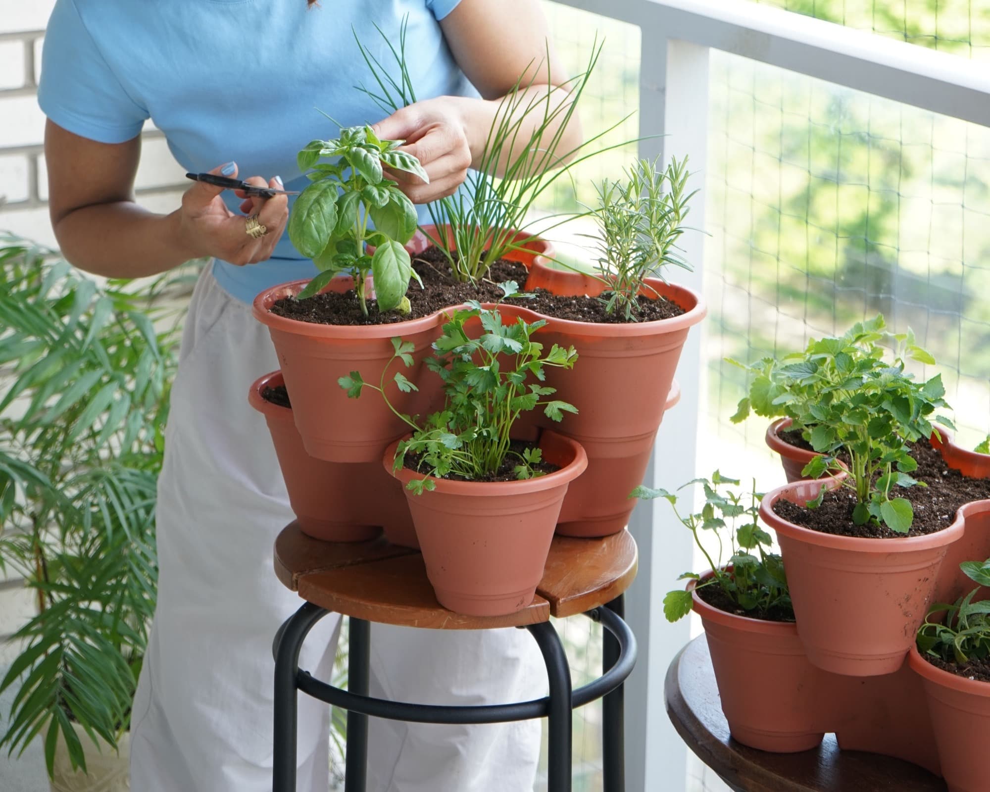 Herb plants being planted in outdoor containers.