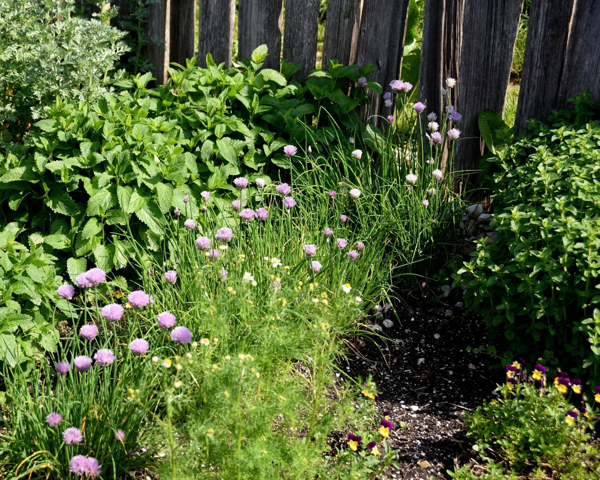 Herb plants being planted in a raised or in-ground garden bed.