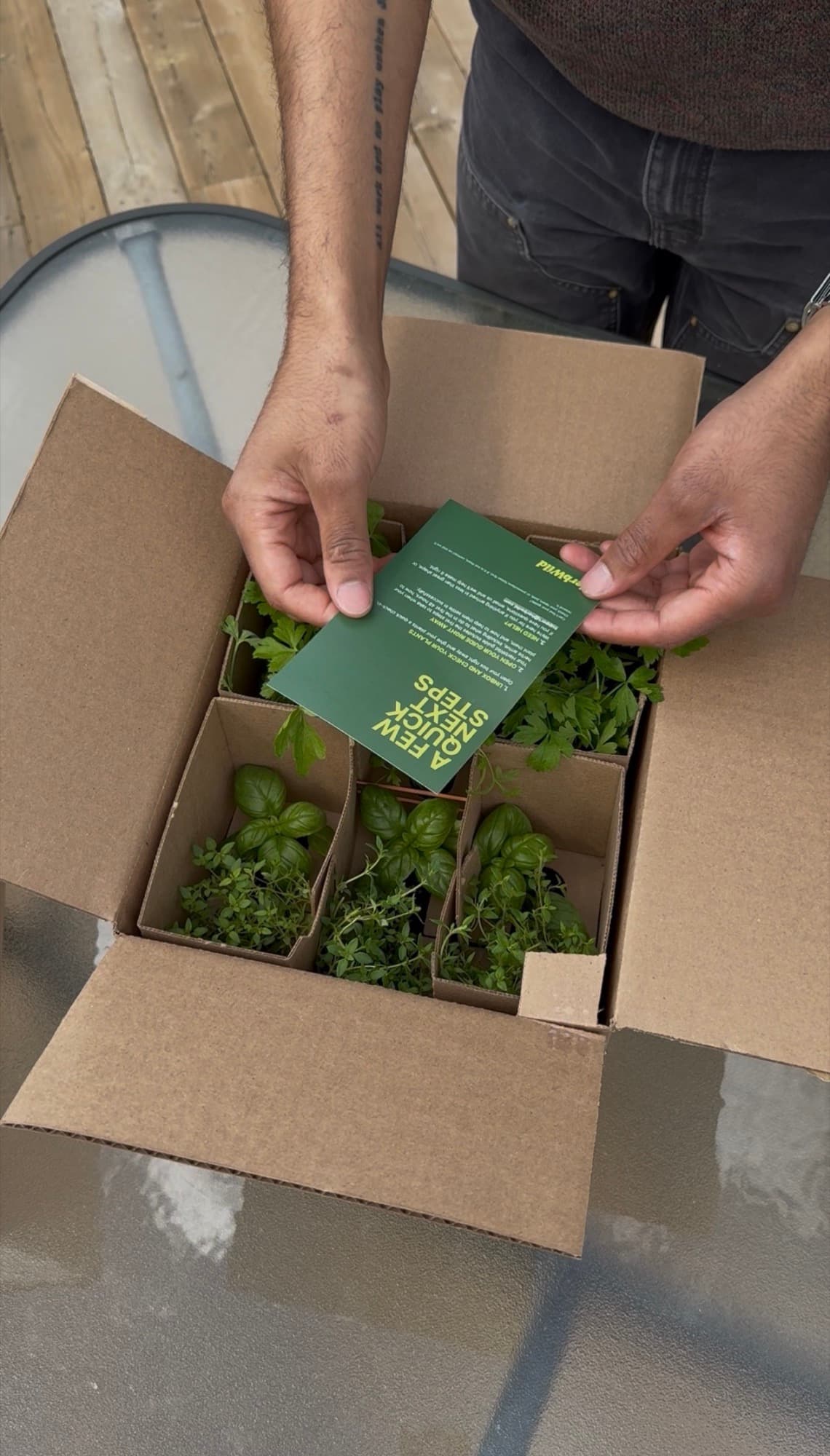 Herb plants being unpacked after delivery.