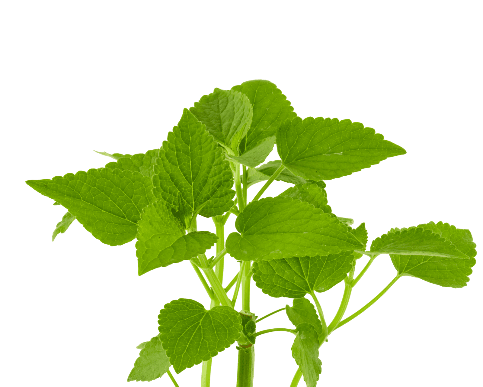 Close view of Anise Hyssop leaves for identification.