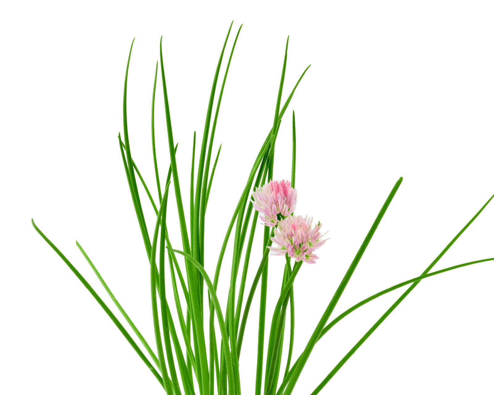 Close view of Chives leaves for identification.