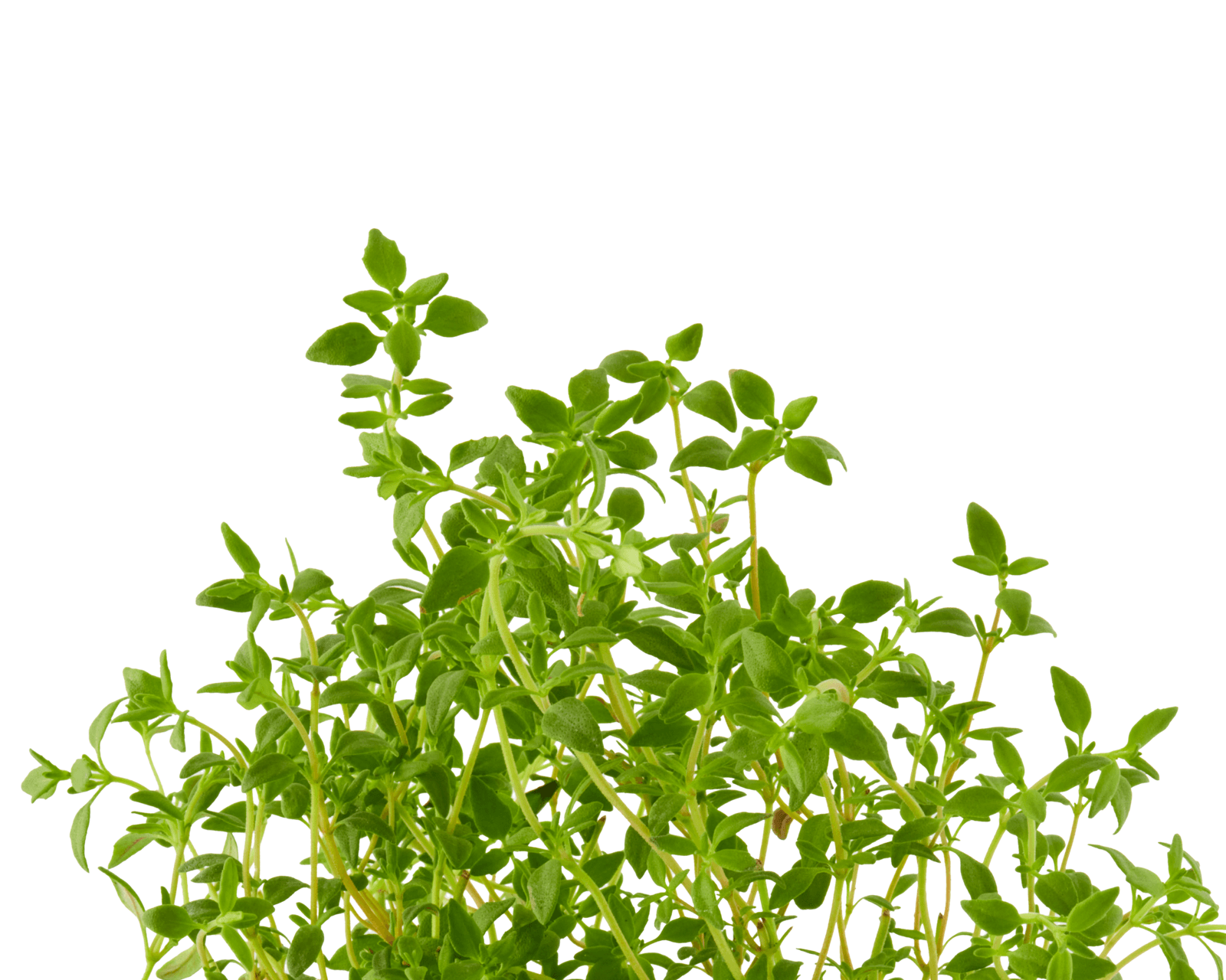 Close view of English thyme leaves for identification.