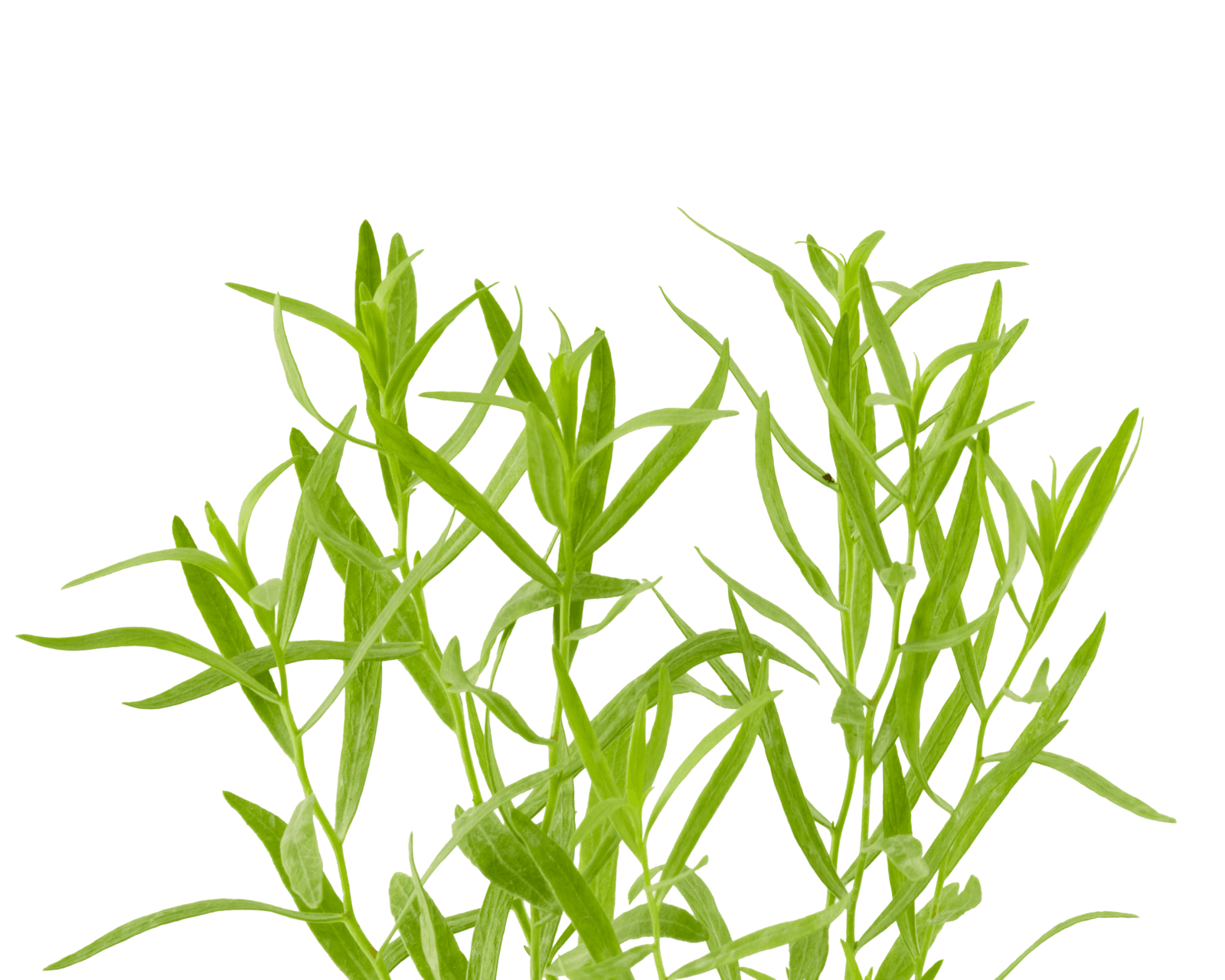 Close view of French tarragon leaves for identification.