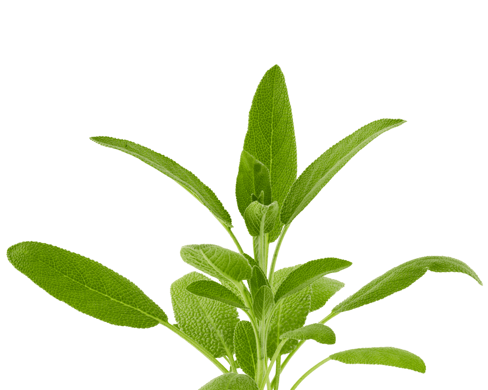 Close view of garden sage leaves for identification.