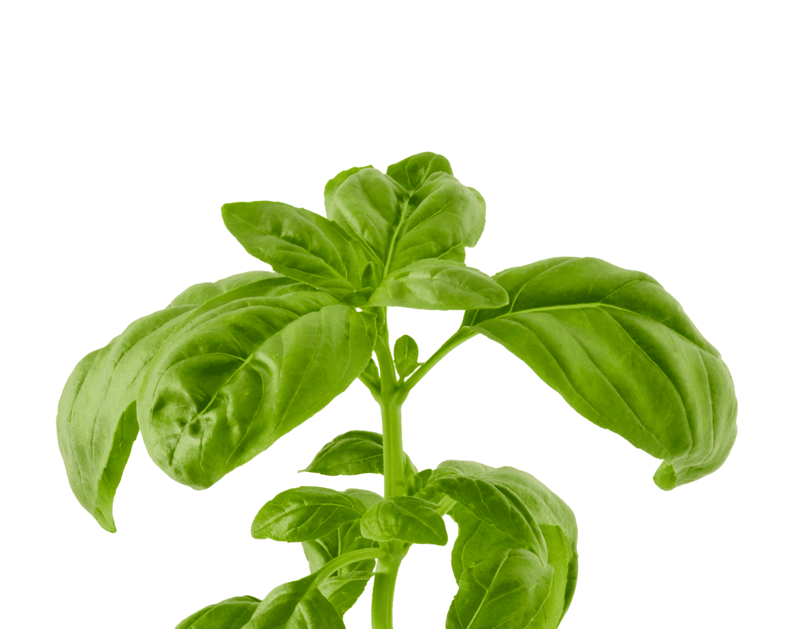 Close view of Genovese basil leaves for identification.