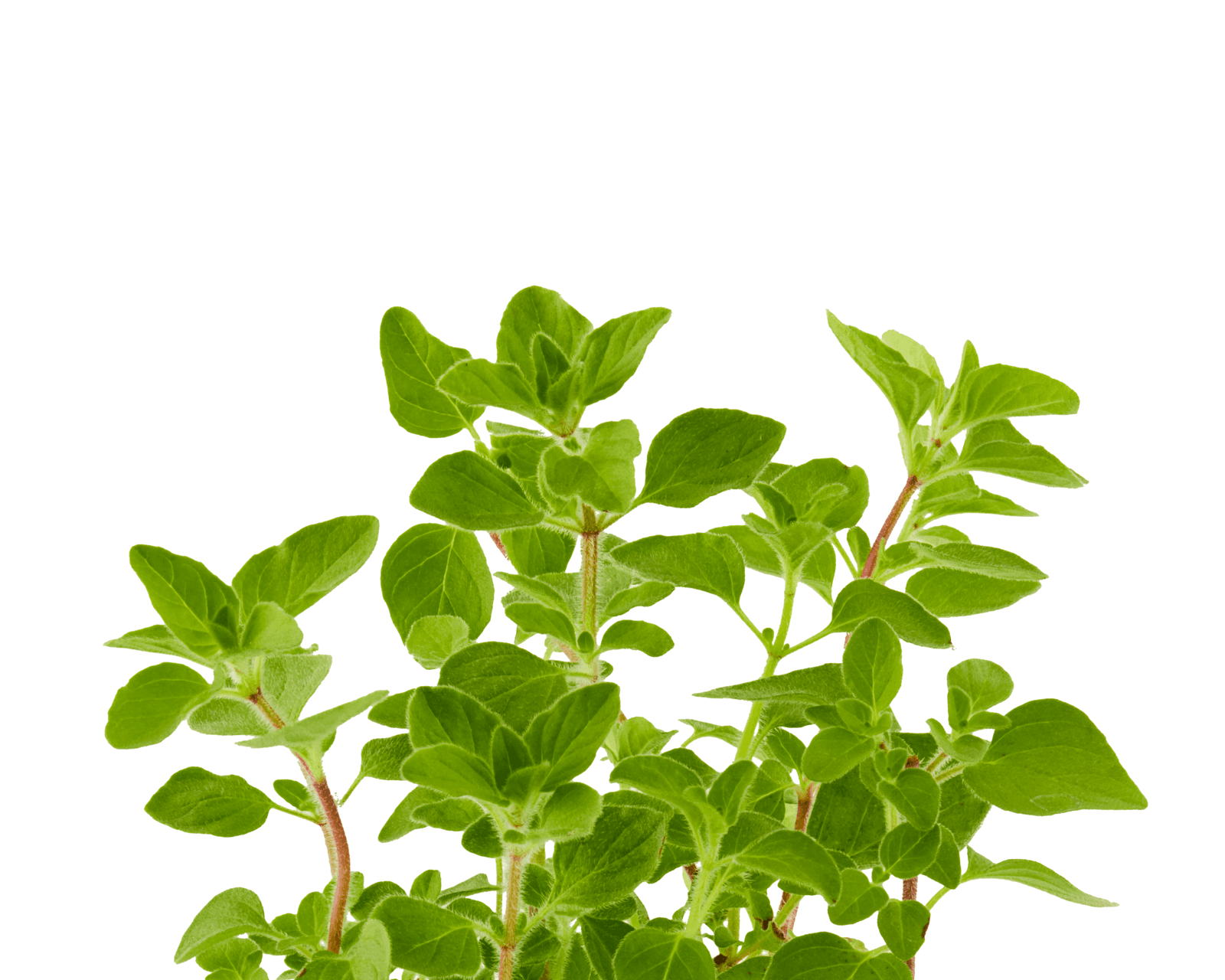 Close view of Greek oregano leaves for identification.