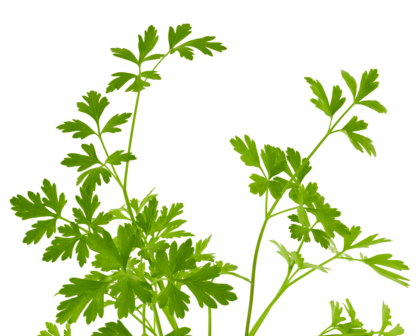 Close view of Italian parsley leaves for identification.
