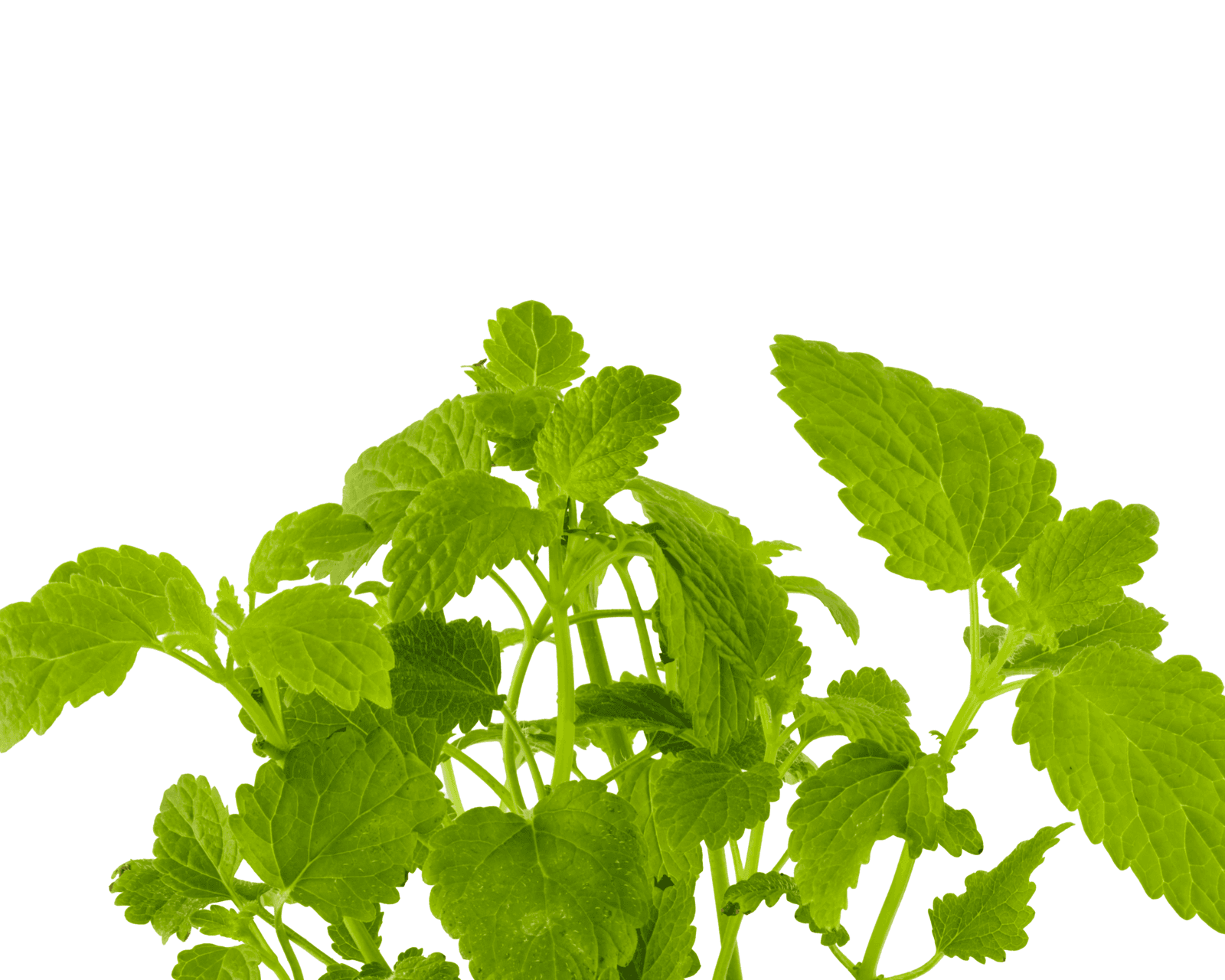 Close view of Lemon Balm leaves for identification.