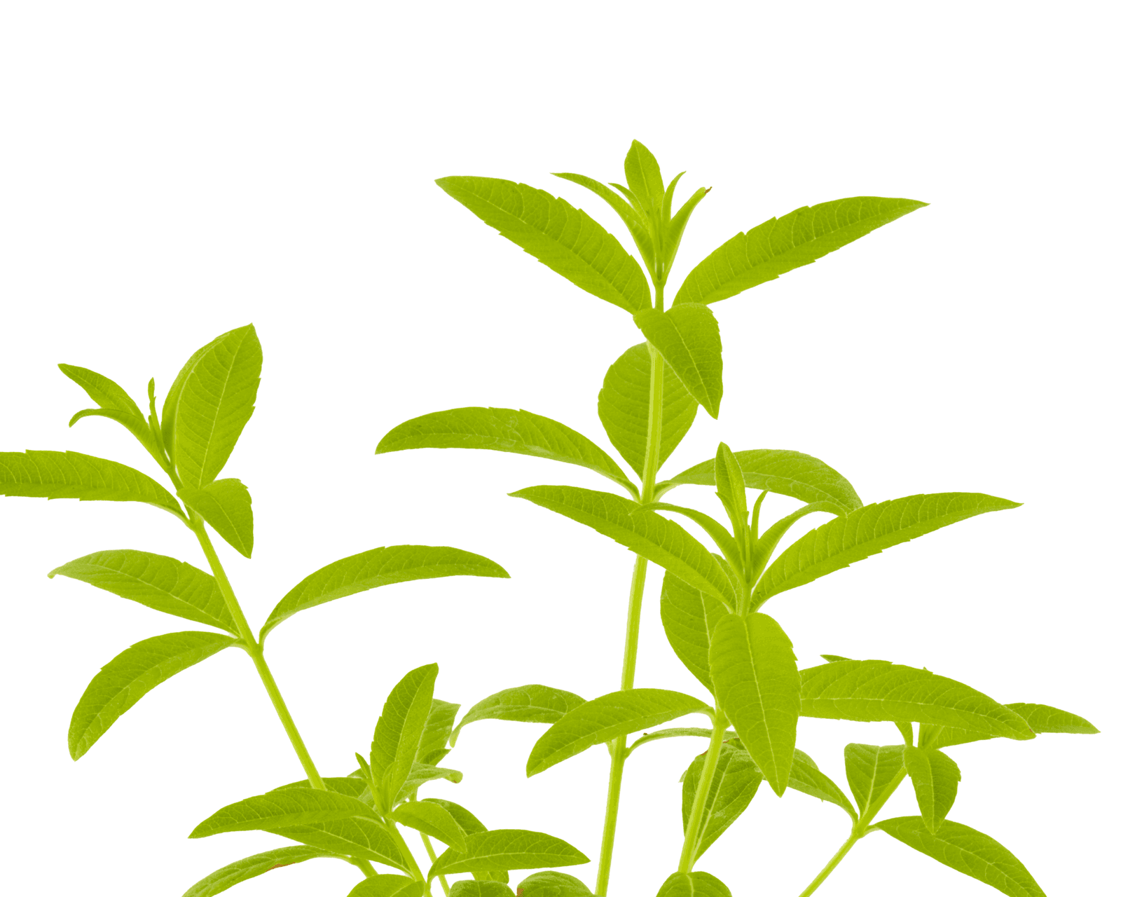 Close view of lemon verbena leaves for identification.