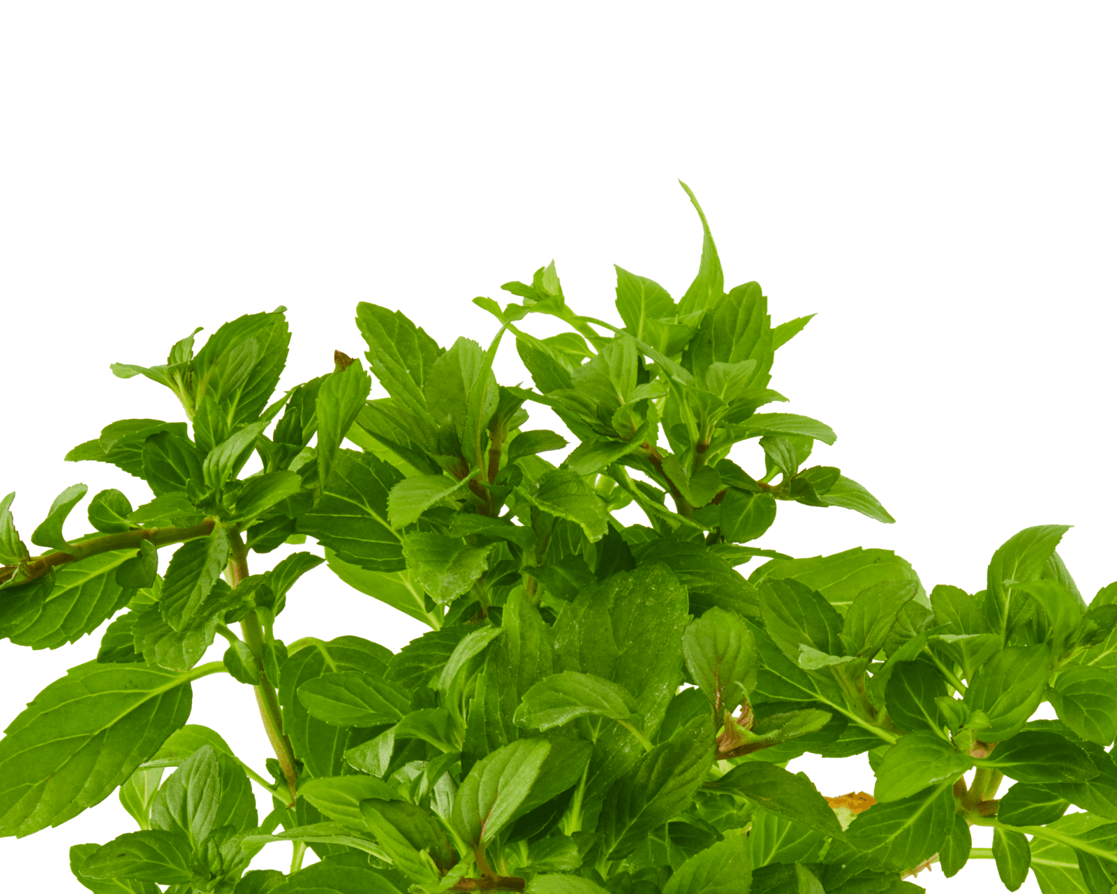 Close view of Peppermint leaves for identification.