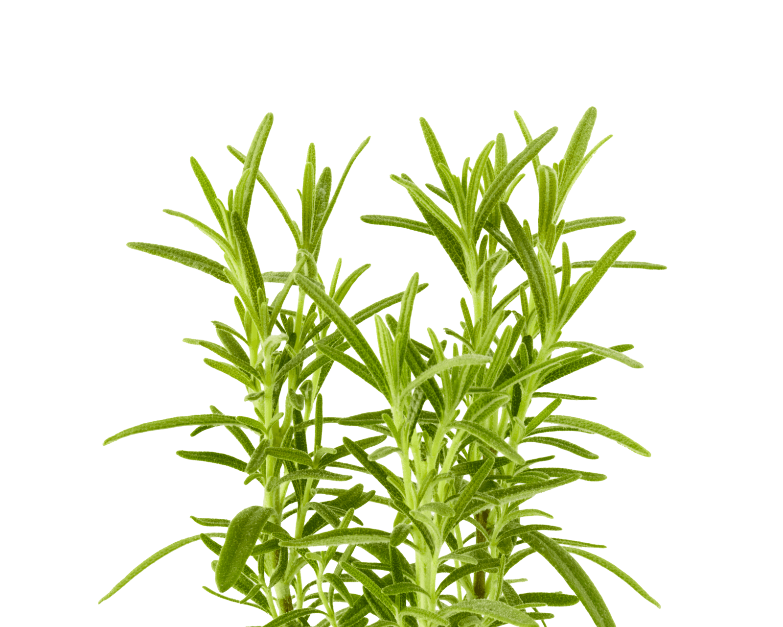 Close view of rosemary leaves for identification.