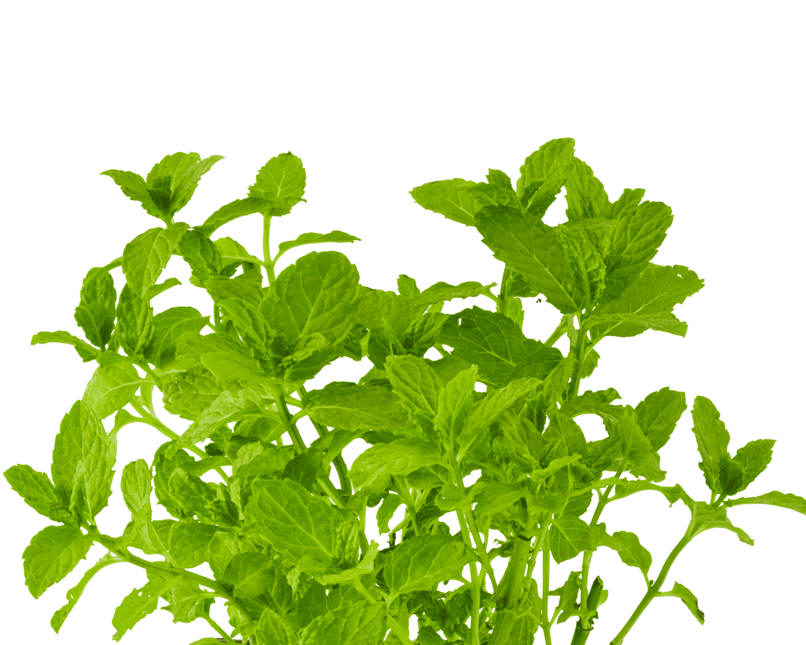 Close view of Spearmint leaves for identification.