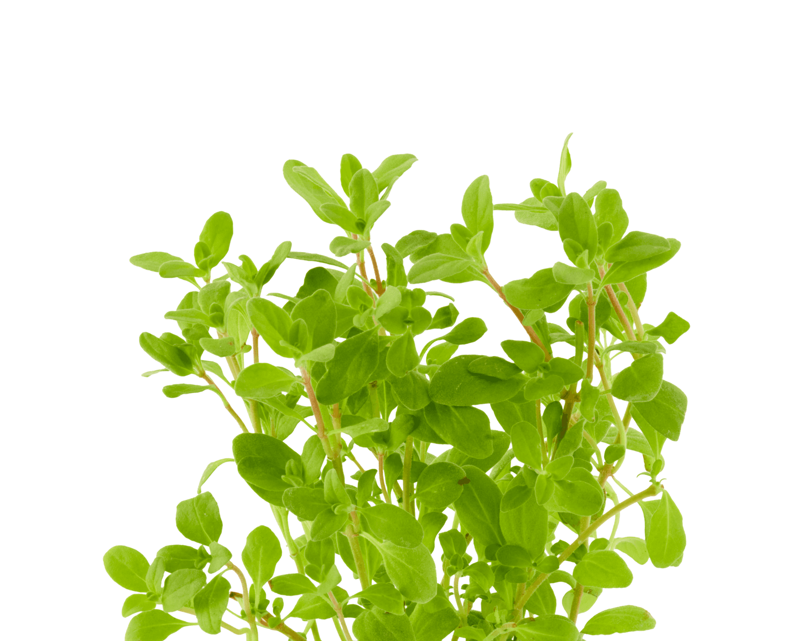 Close view of sweet marjoram leaves for identification.