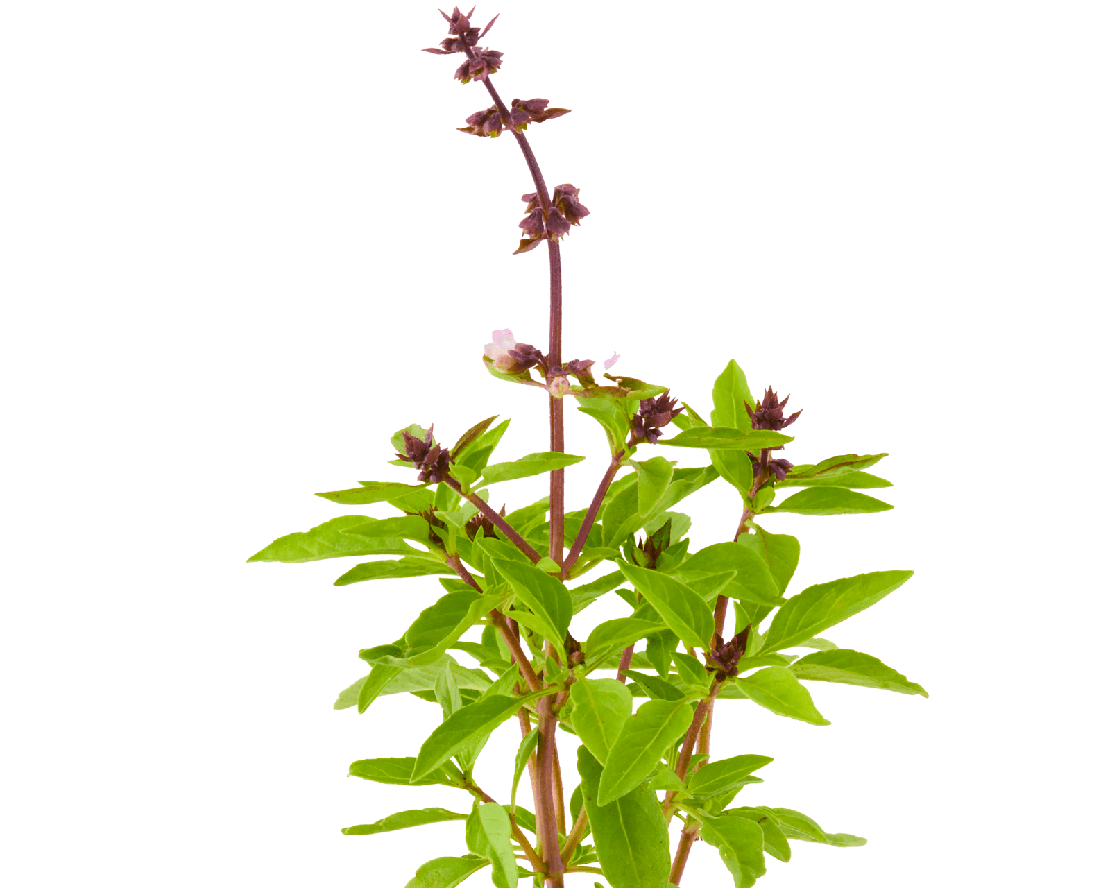 Close view of Thai Basil leaves for identification.