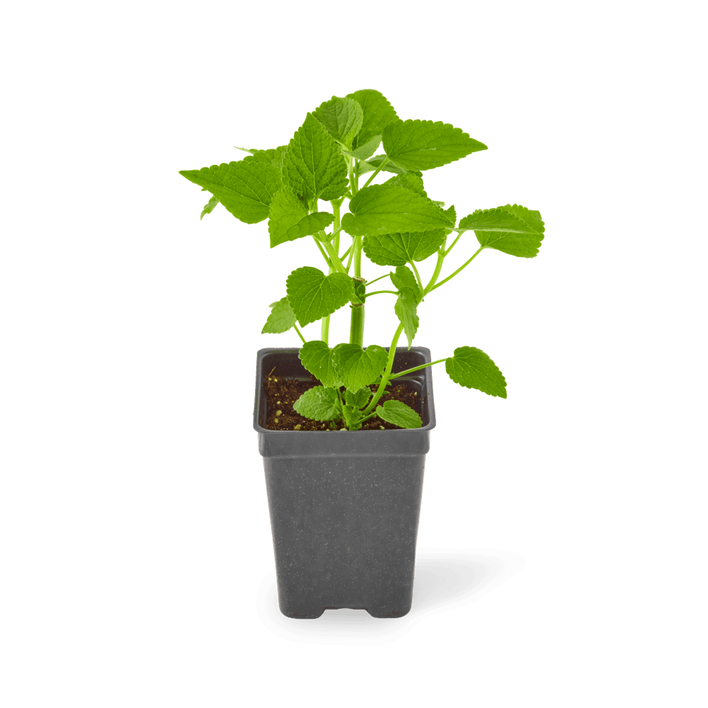 Three included anise hyssop plants.