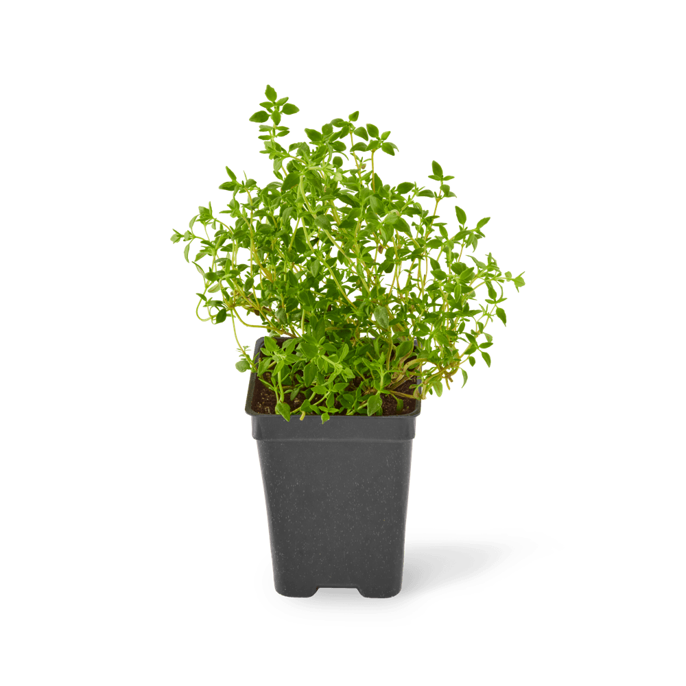 Three included English thyme plants.