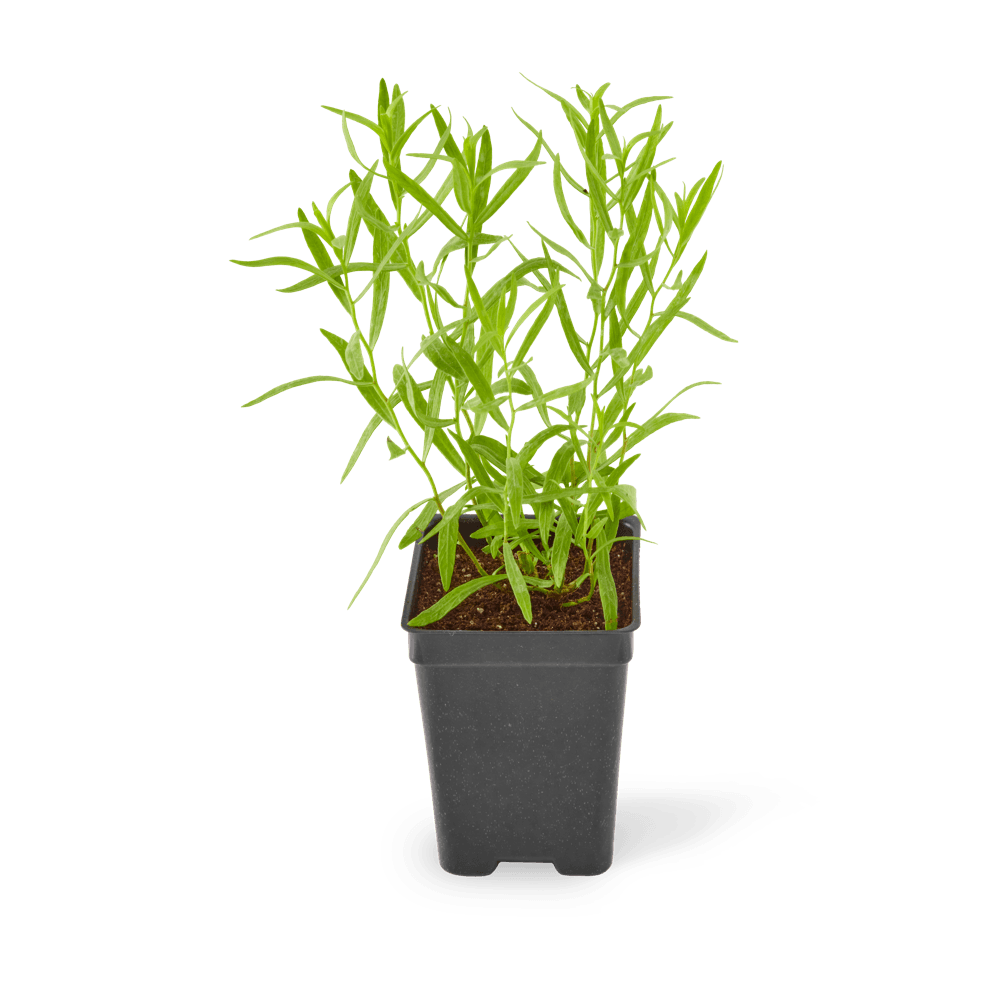 Three included French tarragon plants.