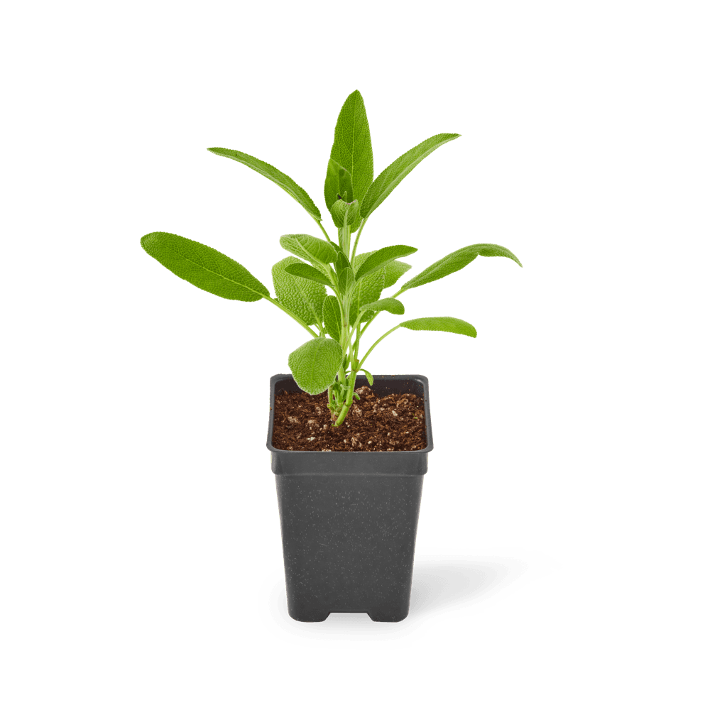 Three included garden sage plants.