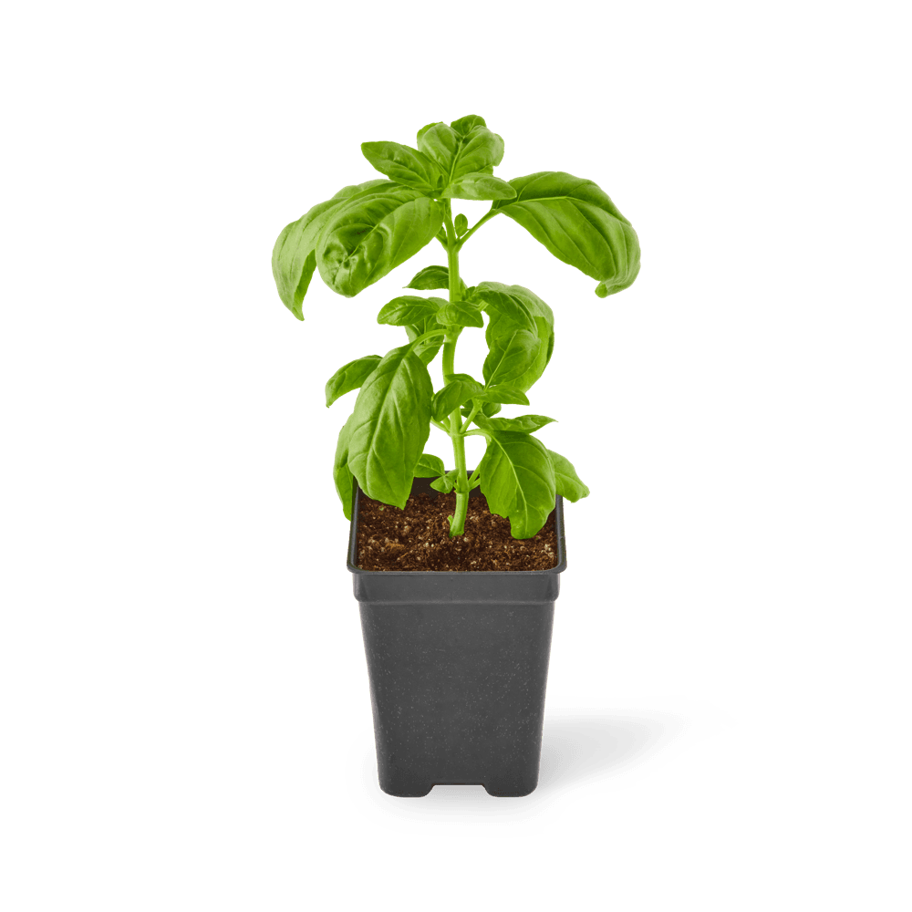 Three included Genovese basil plants.