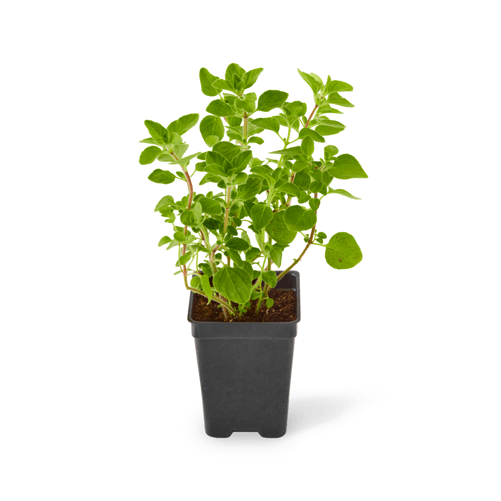 Three included Greek oregano plants.