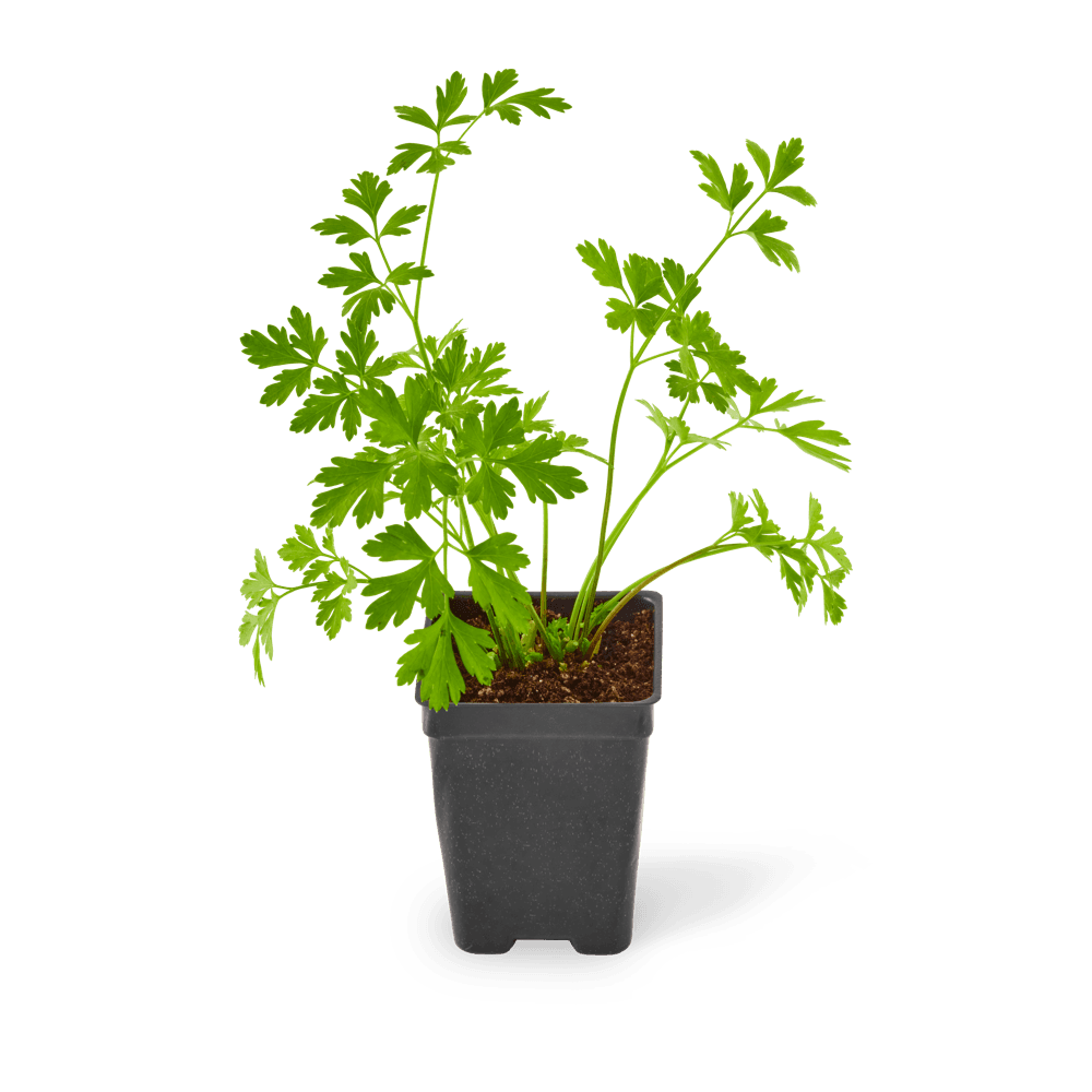 Three included Italian parsley plants.