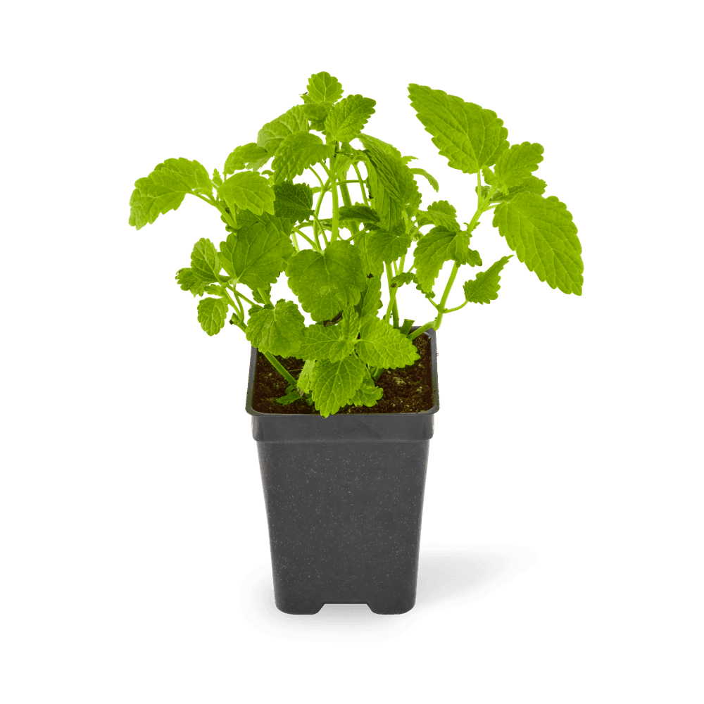 Three included lemon balm plants.