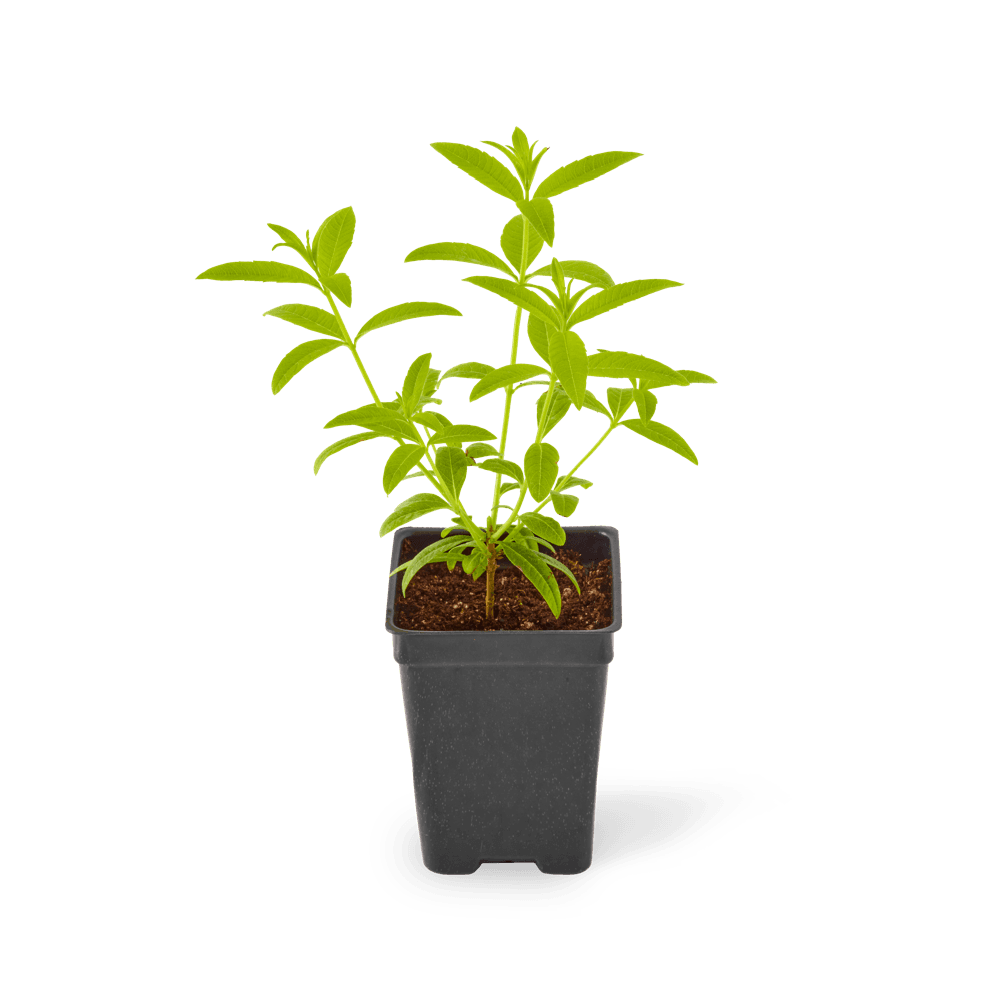 Three included lemon verbena plants.