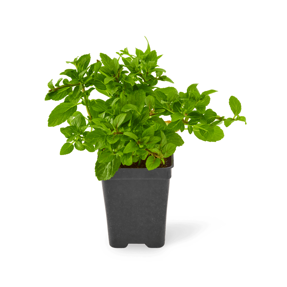 Three included peppermint plants.