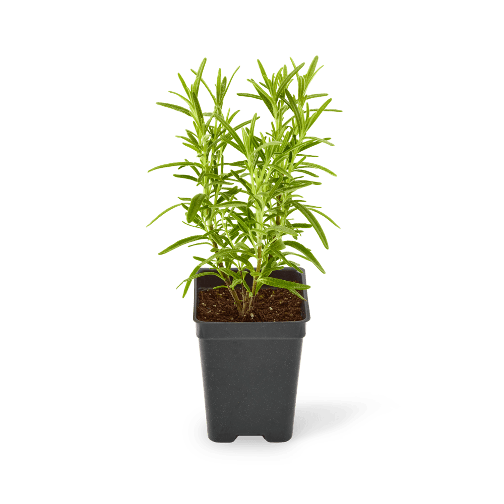 Three included rosemary plants.