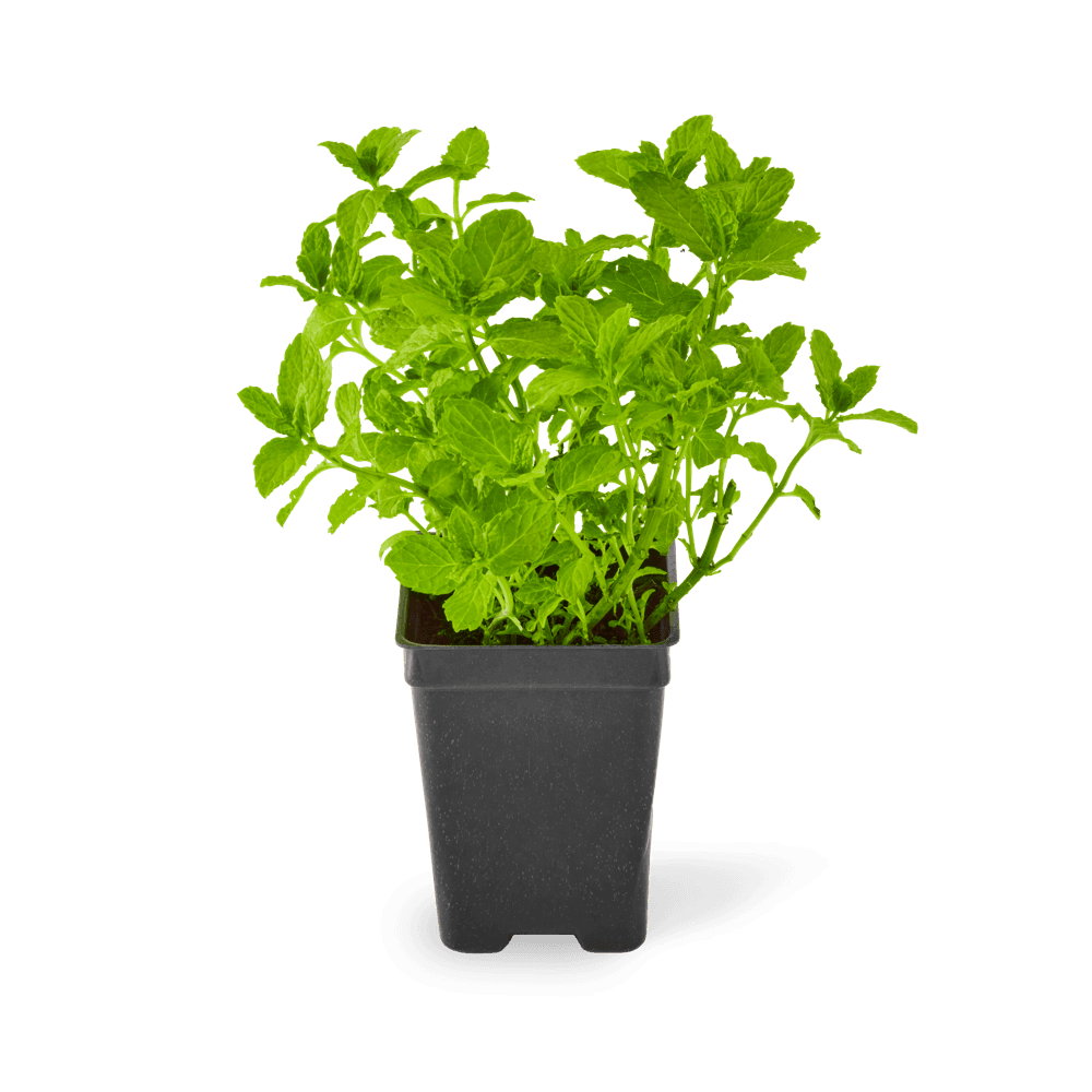 Included Spearmint plant.