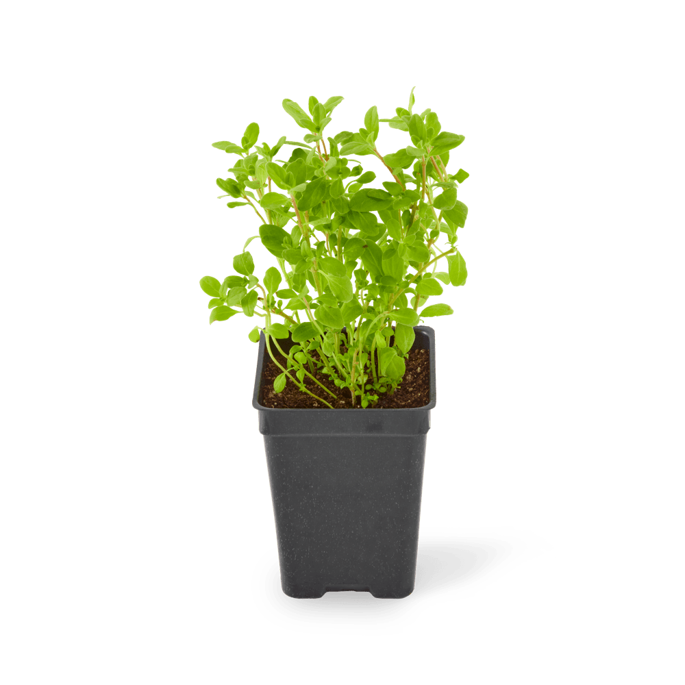 Three included sweet marjoram plants.