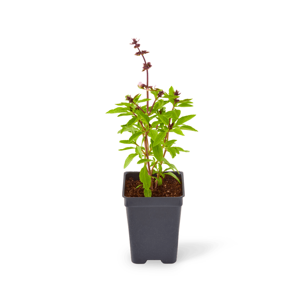Included Thai Basil plant.