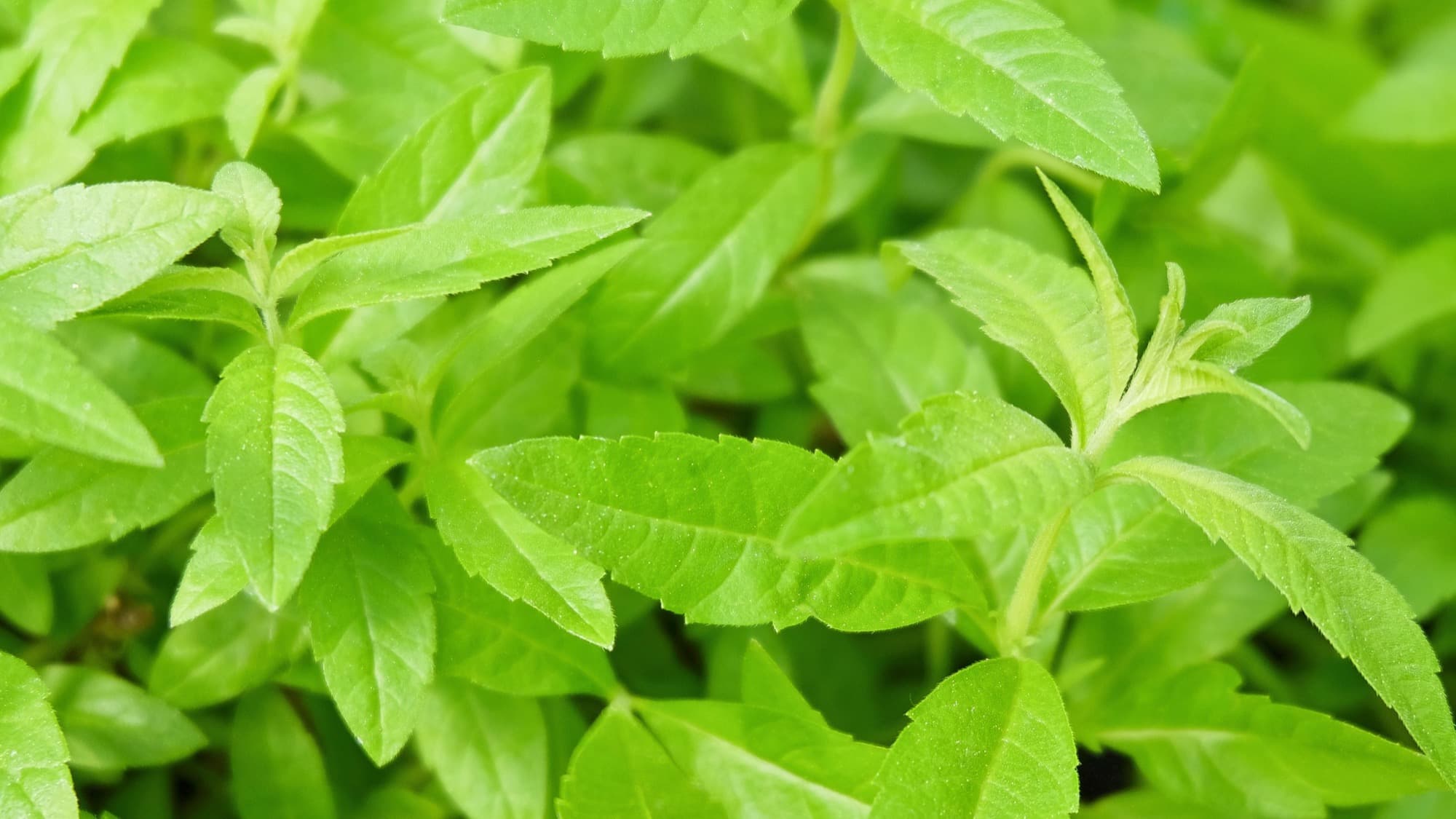 Fresh homegrown tea herbs being prepared for blending.