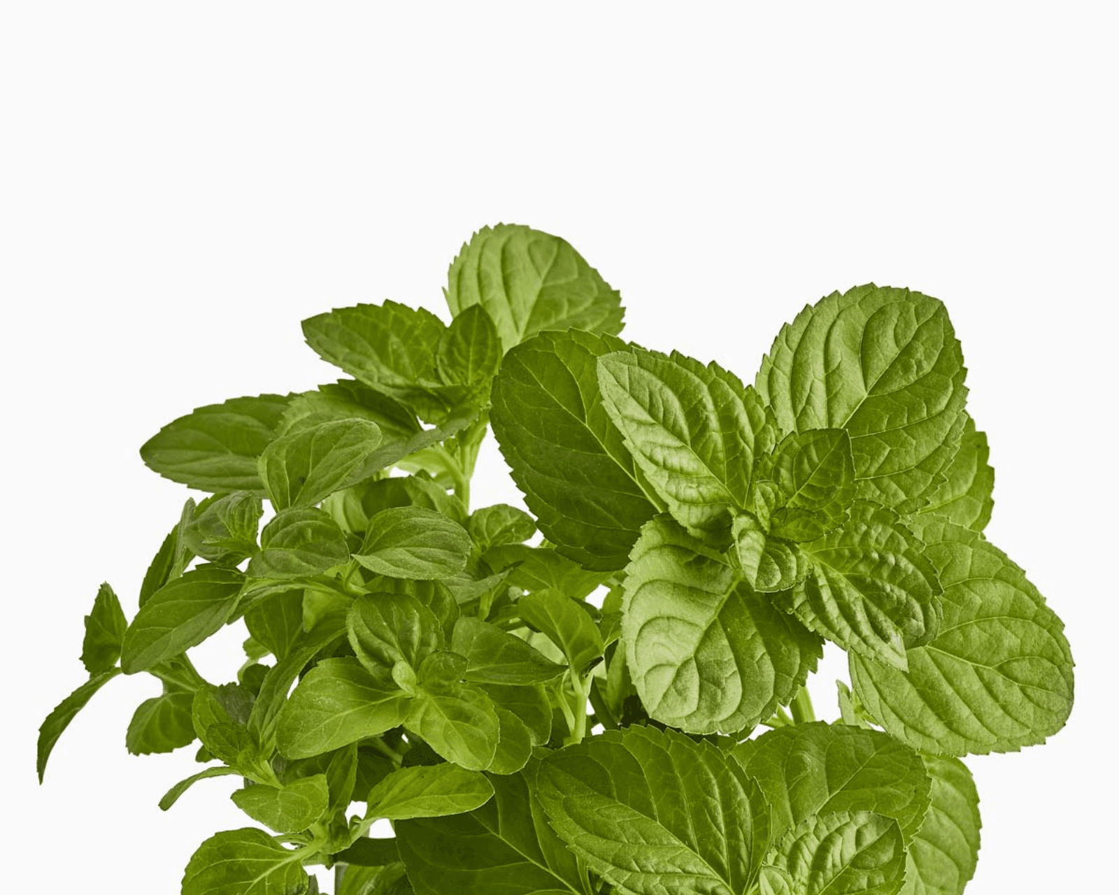 Close view of Orange Mint leaves for identification.