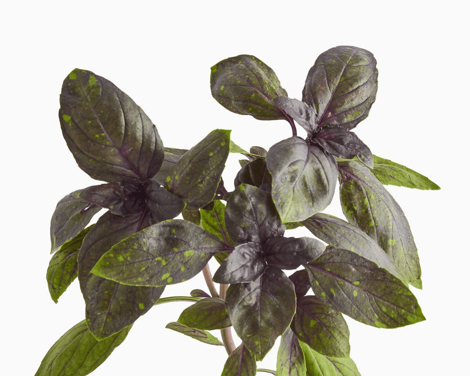 Close view of Red Genovese Basil leaves for identification.