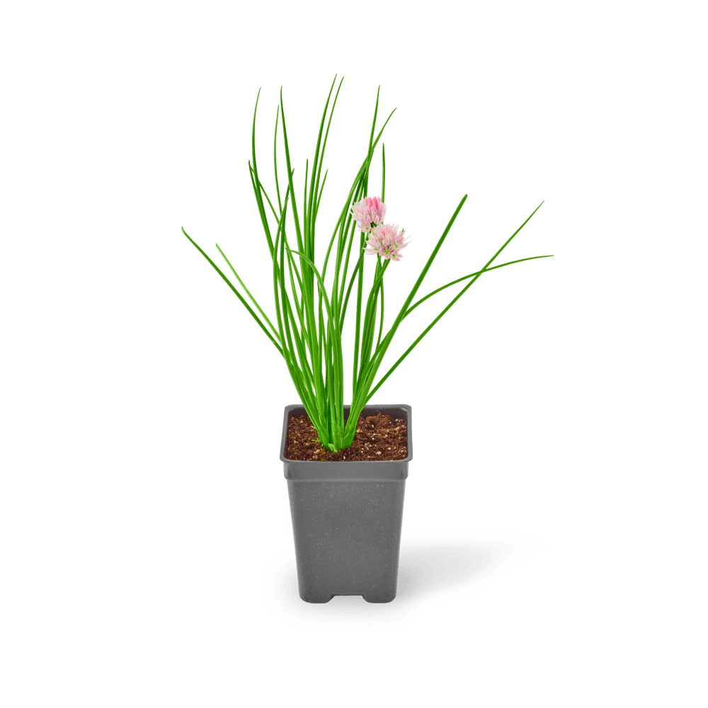 Included Chives plant.